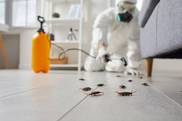 Post-Treatment Bed Bug Interceptor Monitoring in Sansom Park